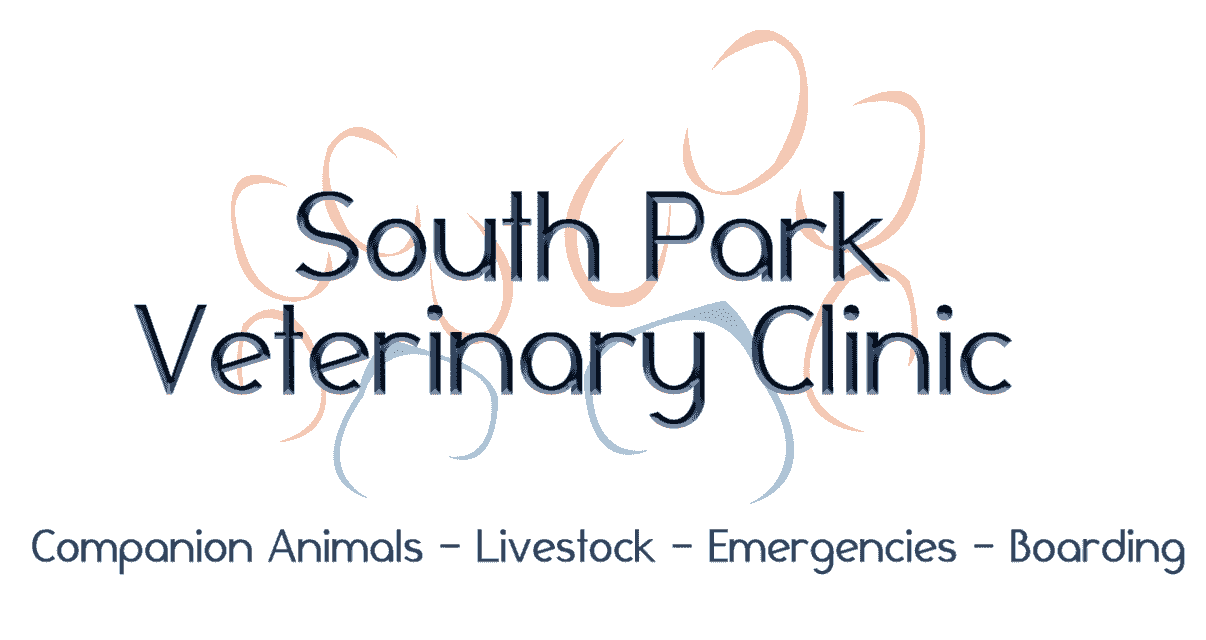 Surgery South Park Veterinary Clinic